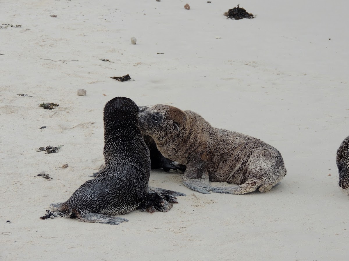 Galapagos sea lion (pups)