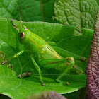 Small Green Grasshopper