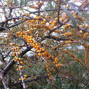 Sea-buckthorn