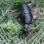 American Oil Beetle
