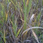Understory riparian grass