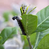 Gardenia Bee Hawk Caterpillar