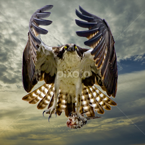 Bringing home breakfast by Sandy Scott - Animals Birds