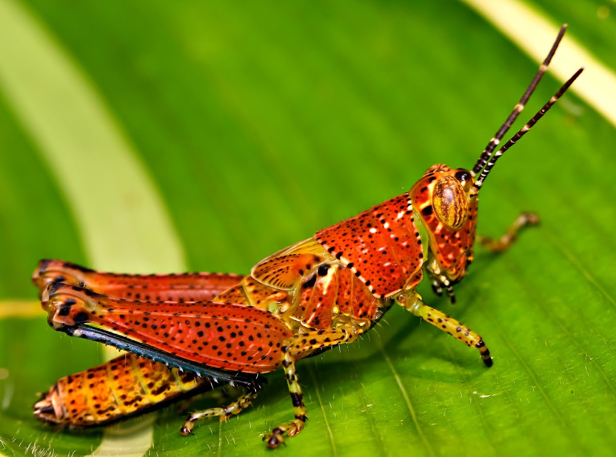 Red Grasshopper