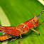 Red Grasshopper
