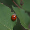 Multicolored Asian Lady Beetle