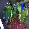 elephant ear plant