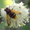 Hornet Mimic Hoverfly