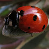 Mariquita. Ladybird