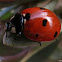Mariquita. Ladybird