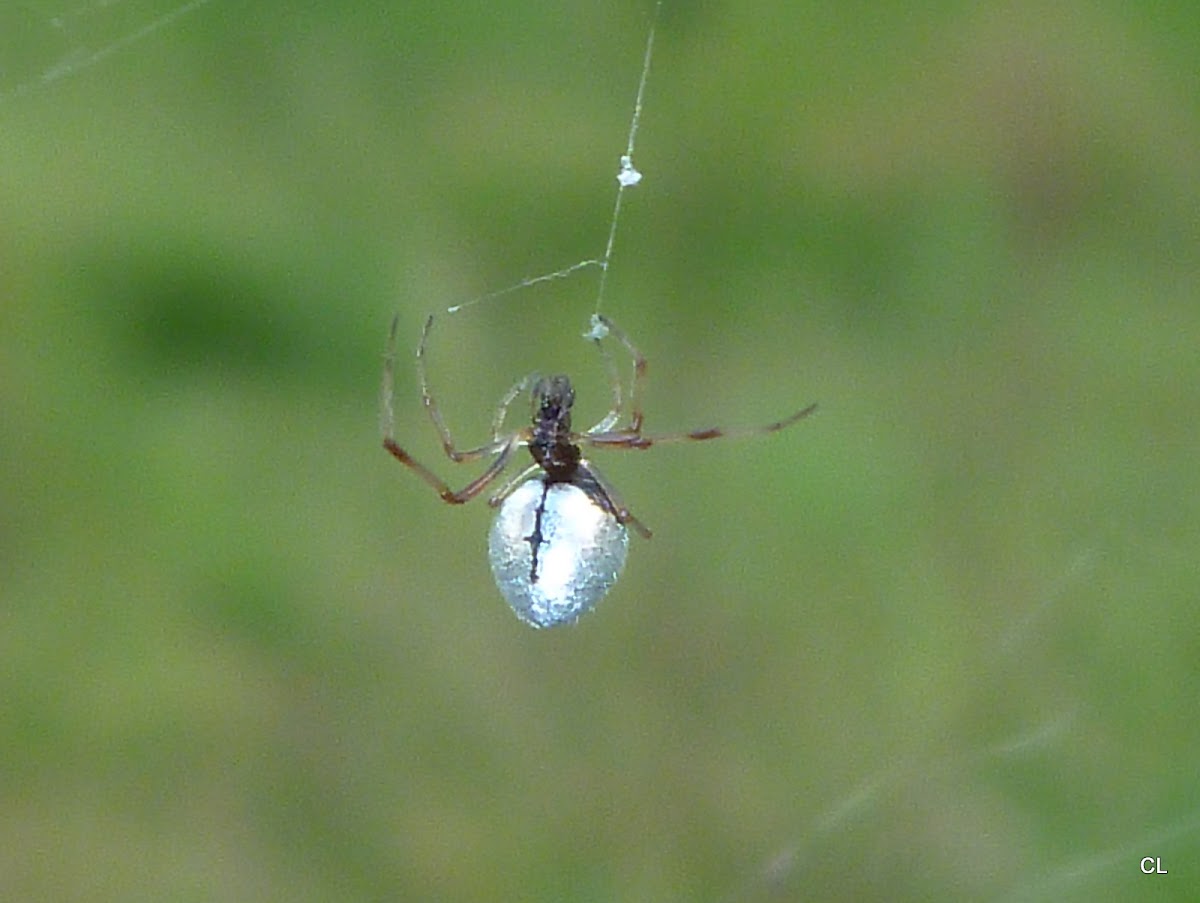 Dew Drop Spider