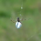 Dew Drop Spider