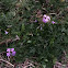Purple Prairie Verbana