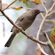 Dusky Honeyeater