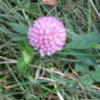 Red-topped clover