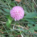 Red-topped clover