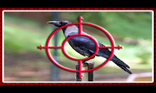 Crow Hunting APK