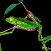 Monkey leaf frog