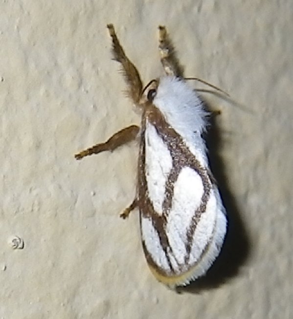 Netted Slug Moth