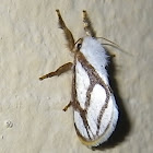Netted Slug Moth