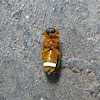 Firefly or Lightning bug (female)