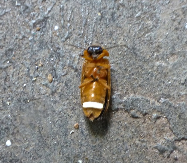 Firefly or Lightning bug (female)