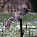 Eastern Gray Squirrel