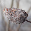 Willow Pinecone Gall
