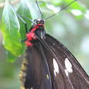 Bird-Wing Butterfly