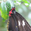 Bird-Wing Butterfly