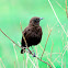 Chat - Northern Anteater Chat