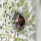 Lady beetle (pupa)
