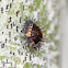 Lady beetle (pupa)