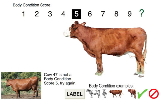 Body Condition Score Beef Cows for Android