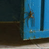 Mexican House Spider
