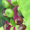 Pokeweed