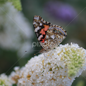 Painted Lady 2 by Marsha Biller - Animals Insects & Spiders