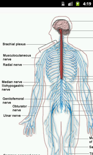 Human Physiology