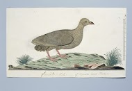 Francolinus capensis (Kaapse frankolijn)