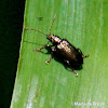 Aquatic leaf beetle