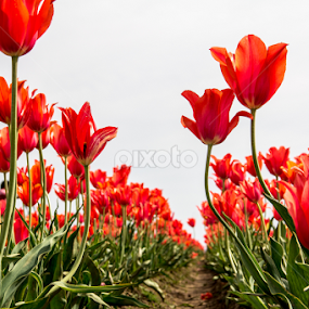 by Don Saddler - Flowers Flower Gardens