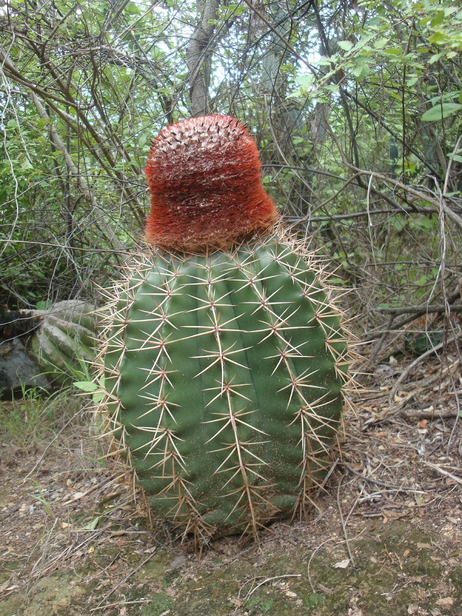 Turk's head cactus