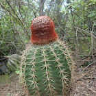 Turk's head cactus