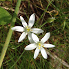 Star-of-Bethlehem