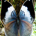 South Indian Blue Oakleaf butterfly