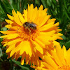 Longhorned Bee