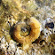 Polychaete Worms