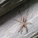 Grass spider