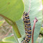 Monarch Caterpillar