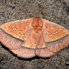 'Decachorda moth'